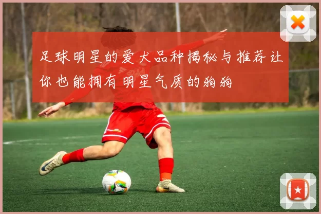 足球明星的爱犬品种揭秘与推荐让你也能拥有明星气质的狗狗